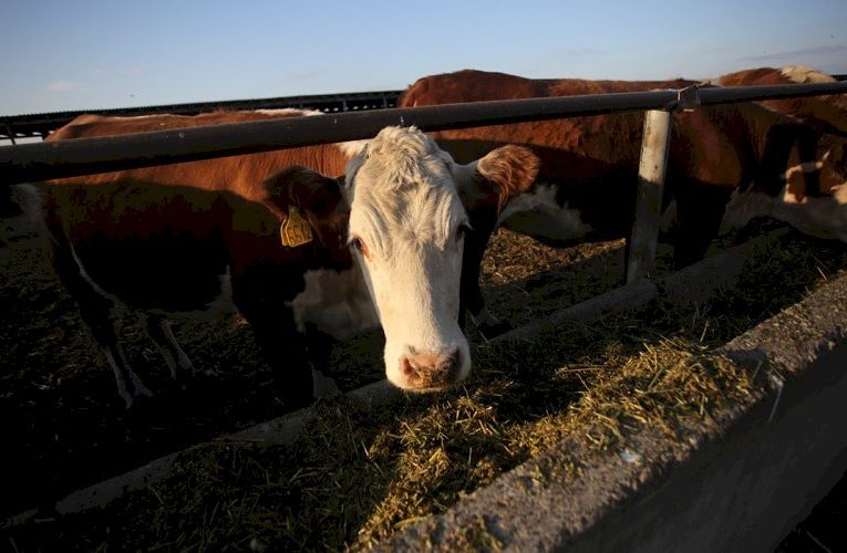 На фермах Мордовии ежедневно надаивают 1000 тонн молока