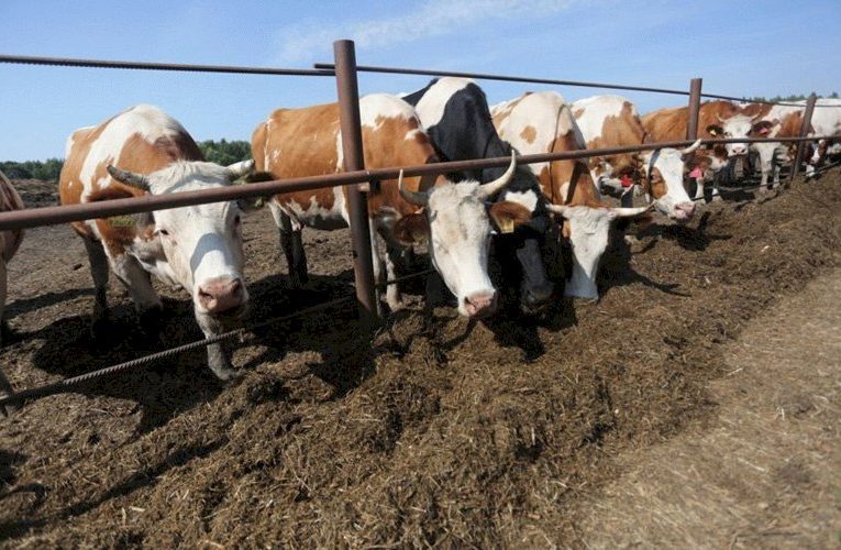 В трех районах Мордовии стало меньше молока